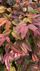 Nandina domestica