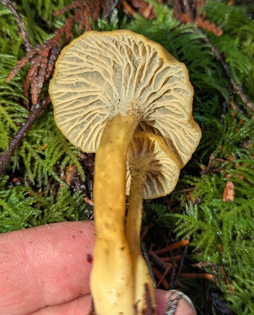 Craterellus tubaeformis · December 2025 · photo: © benkeen (iNaturalist, cc0)