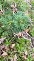 Lamium amplexicaule