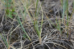 Carex bicolor