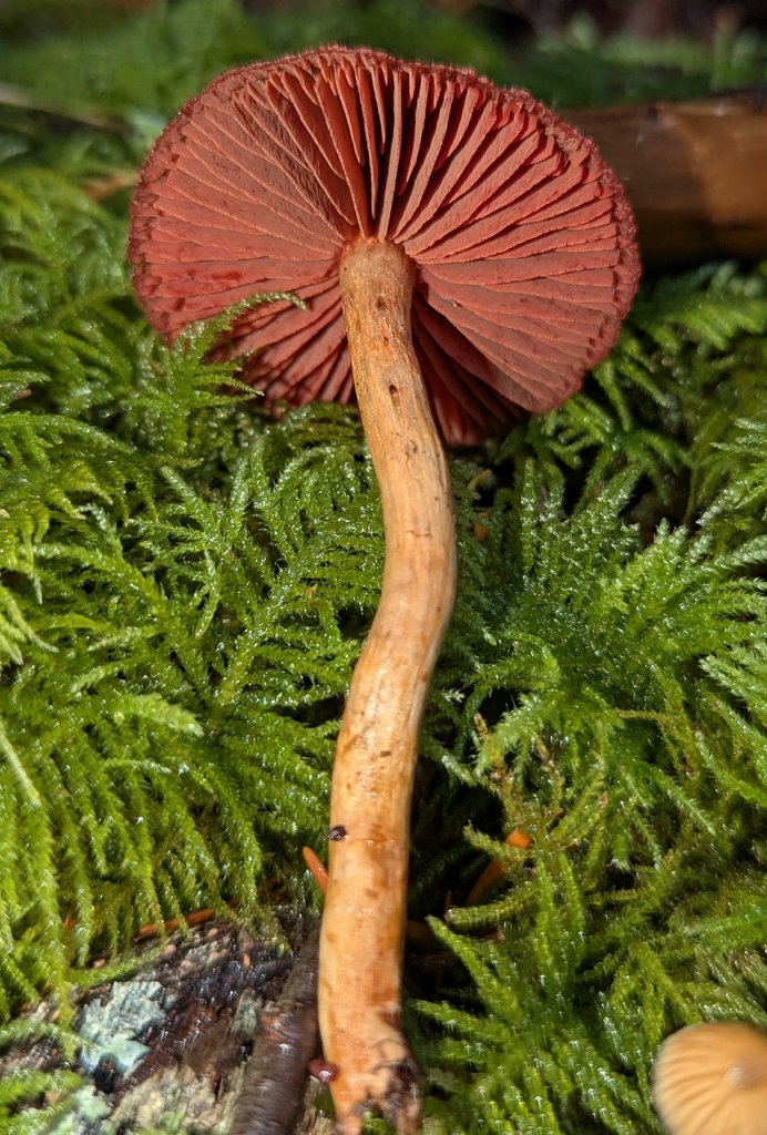 Cortinarius smithii · December 2025 · photo: © benkeen (iNaturalist, cc0)
