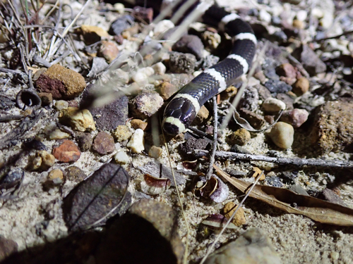 Eastern Bandy Bandy sighting