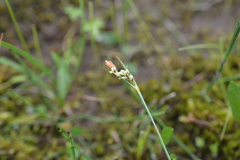 Carex bicolor