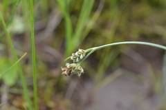 Carex bicolor