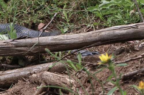 Red-bellied Black Snake sighting