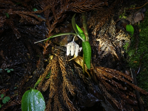 Fritillaria muraiana iNat (2)