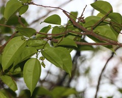 Celtis timorensis