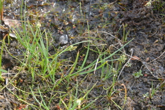 Carex bicolor