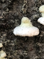 Schizophyllum commune