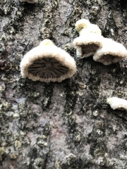 Schizophyllum commune