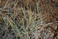 Carex bicolor