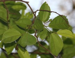 Celtis timorensis