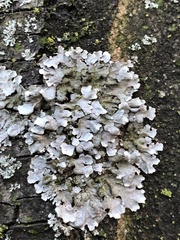 Parmelia sulcata