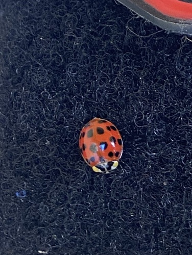 Asian Lady Beetle