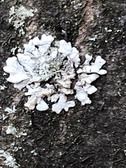 Parmelia sulcata