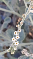 Heliotropium calcareum