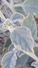 Heliotropium calcareum