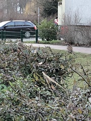 Passer domesticus