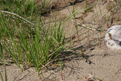 Carex bicolor