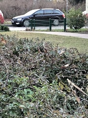 Passer domesticus