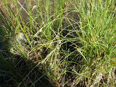 Carex bicolor