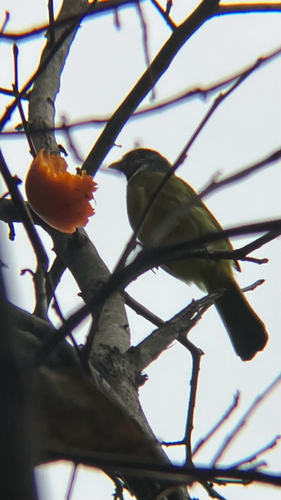 Collared Finchbill