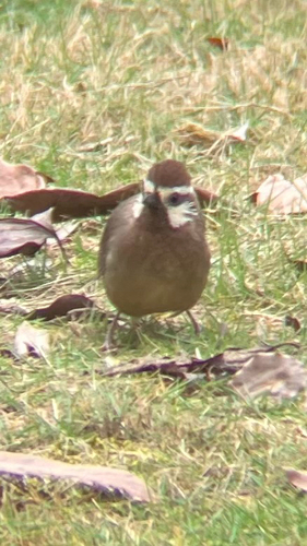 White-browed Laughingthrush