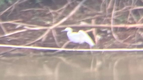 Little Egret