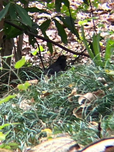Japanese Thrush