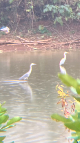 Grey Heron
