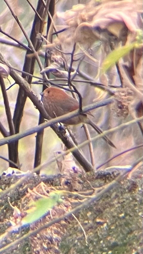 Vinous-throated Parrotbill