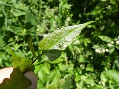 Closterotomus norwegicus