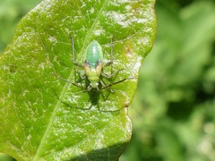 Closterotomus norwegicus