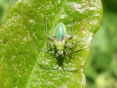 Closterotomus norwegicus