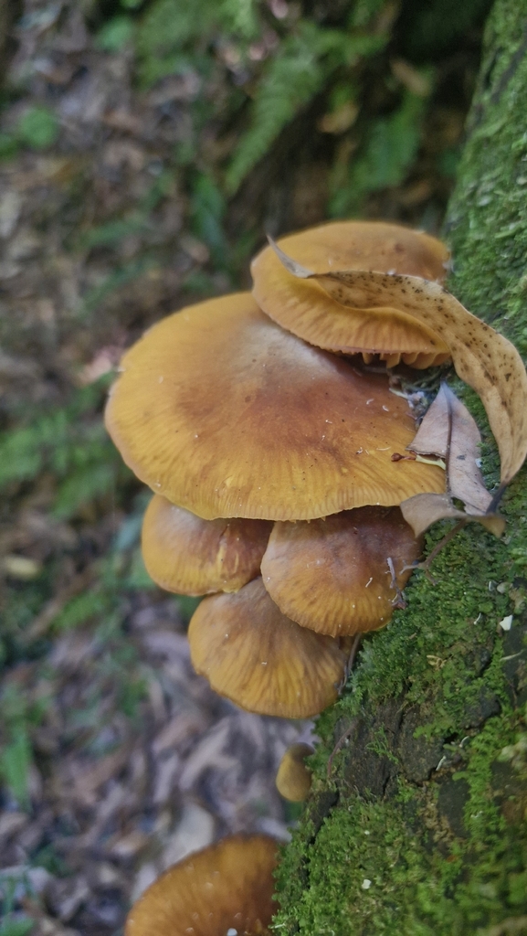 Heimiomyces velutipes · December 2025 · photo: © peterhancock (iNaturalist, cc-by)
