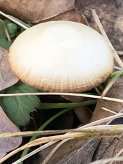Fungi