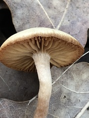 Fungi