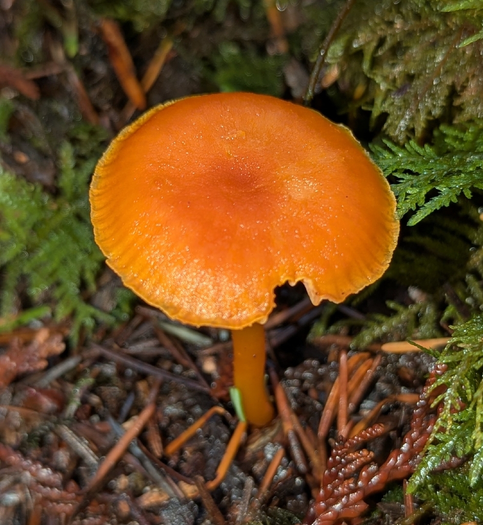 Hygrocybe constans · December 2025 · photo: © benkeen (iNaturalist, cc0)