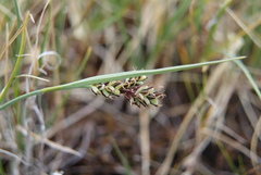 Carex bicolor