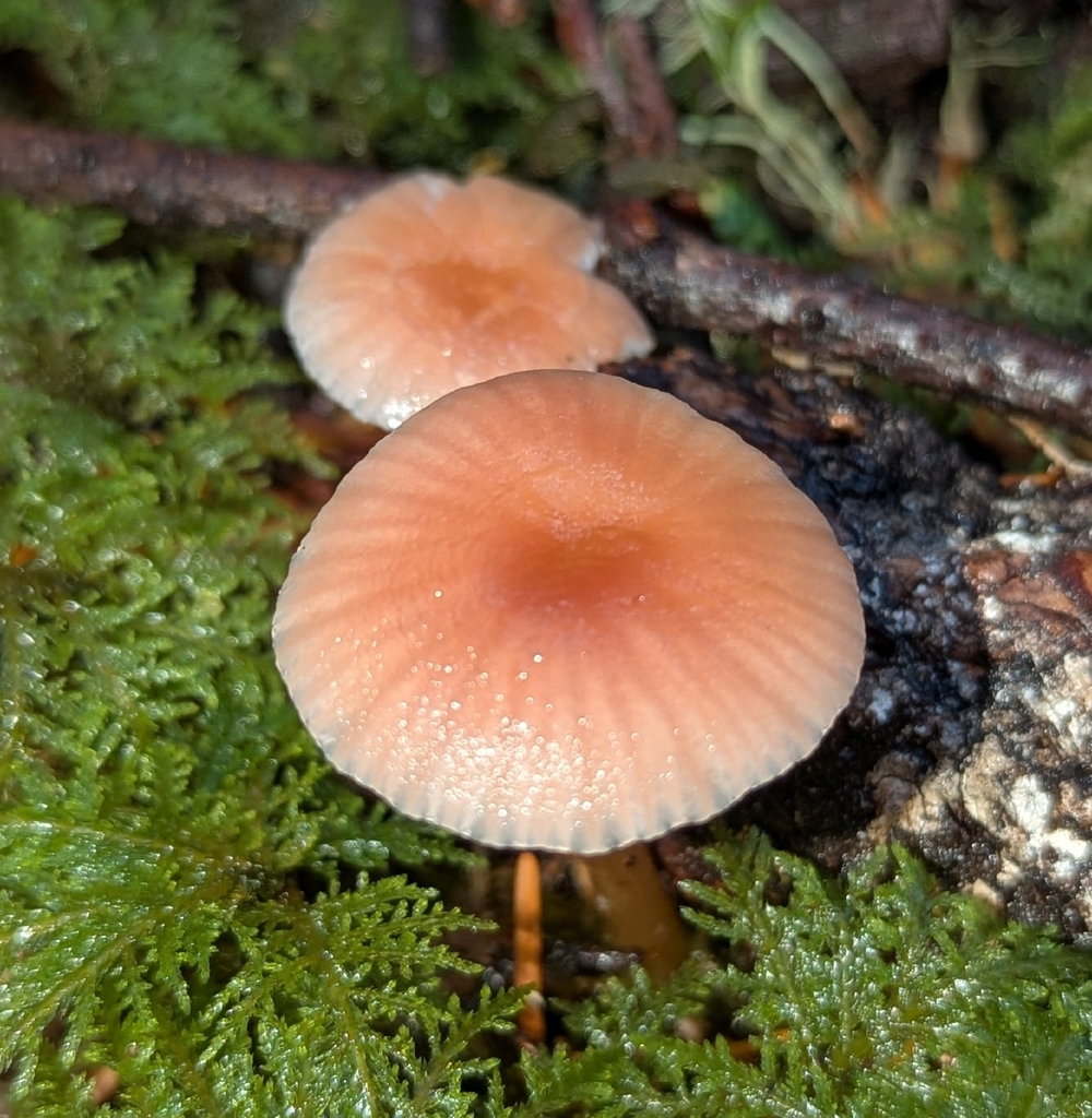 Gliophorus sp. 'laetus-PNW06'