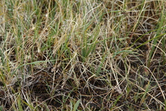Carex bicolor