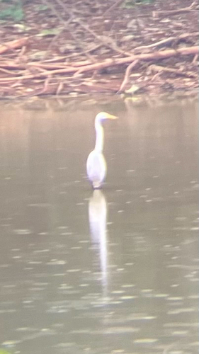 Great Egret