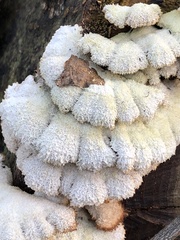 Schizophyllum commune