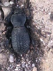 Cryptoglossa muricata