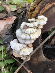 Schizophyllum commune