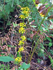 Solidago virgaurea asiatica