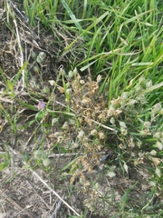 Spergularia macrotheca macrotheca