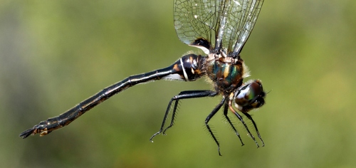 Delicate Emerald