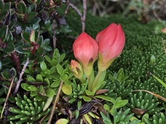 Gentianella rupicola