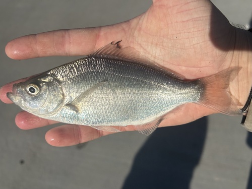 Spotfin surfperch (Hyperprosopon anale) — Embiotocidae — 2